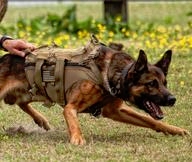 K9 USASOC